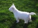 2006011 westie puppy.jpg