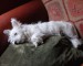 west_highland_terrier_wallpaper.jpg