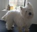 westie_before.jpg